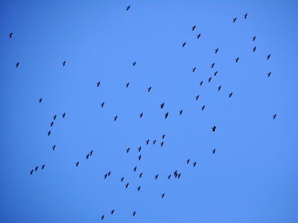 Flock of Anhinga