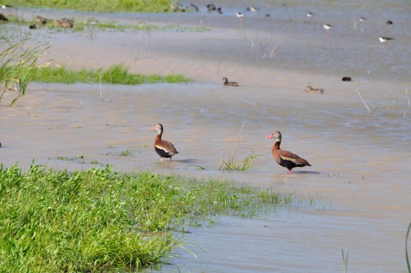 Black-bellied Whistling Ducks at Estero Llano Grande