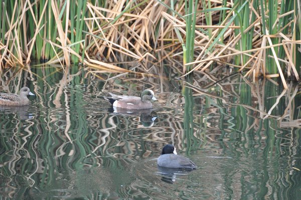 American Widgeons and Coot