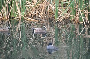 American Widgeons and Coot