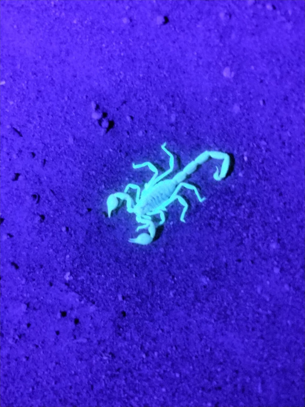 Dayglo scorpions - They glow under UV light