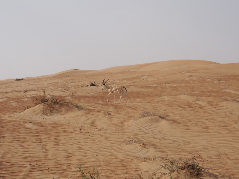 A lonesome sand gazelle (Gazella subgutturosa marica)