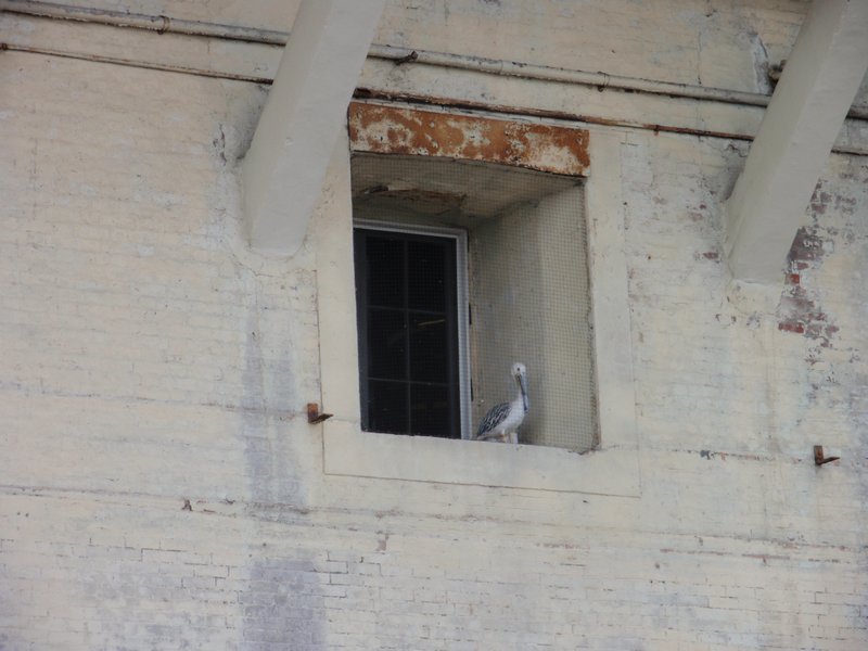 A bird in Alcatraz, I wonder why?