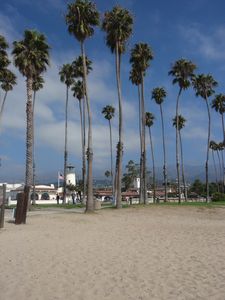 Santa Barbara palms