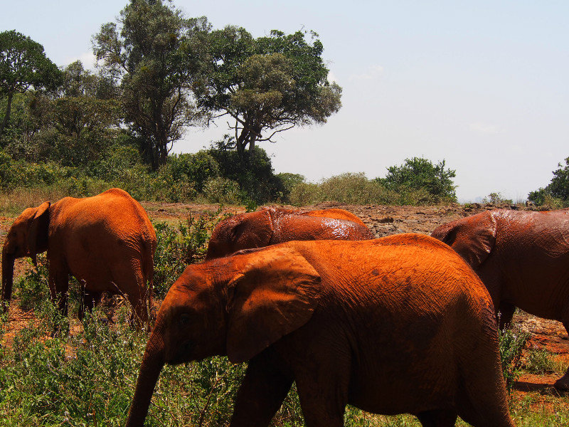 Sunscreen for elephants