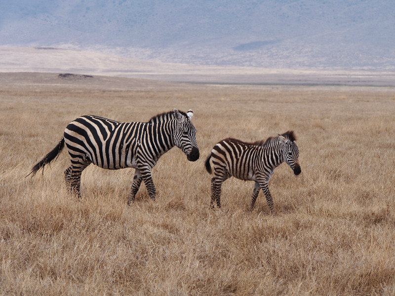 Yep, Zebras are definately my favourites