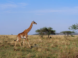 Galoping Giraffe