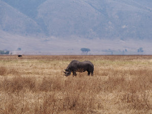 Rhino! Whoo!