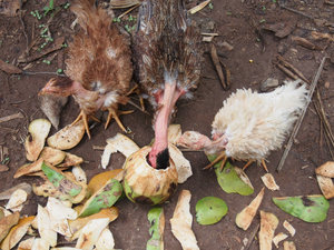 Coconut chickens