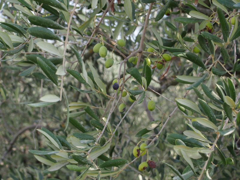 Real olives