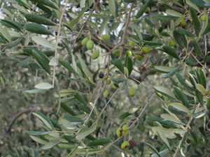 Real olives
