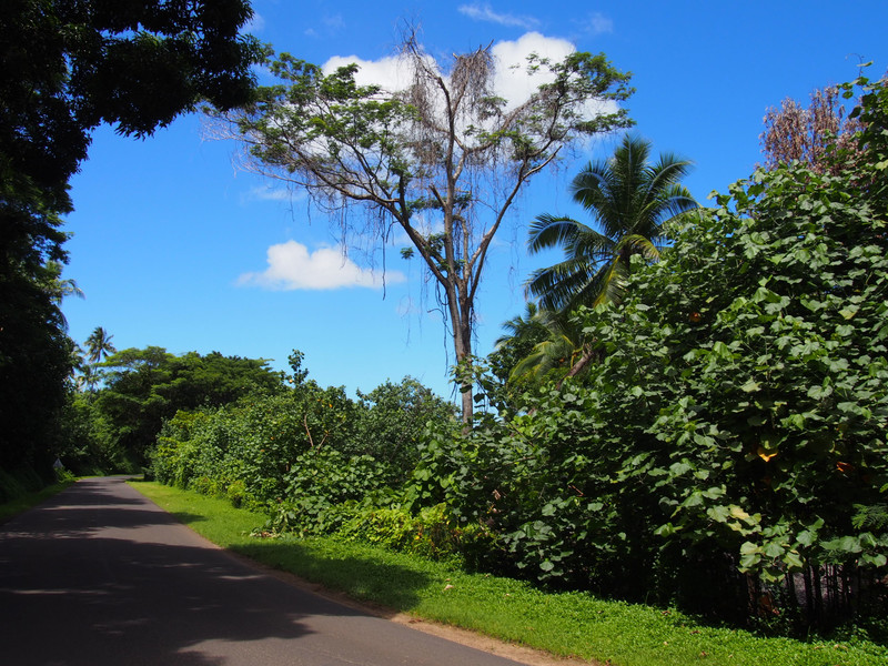 Tropical roads