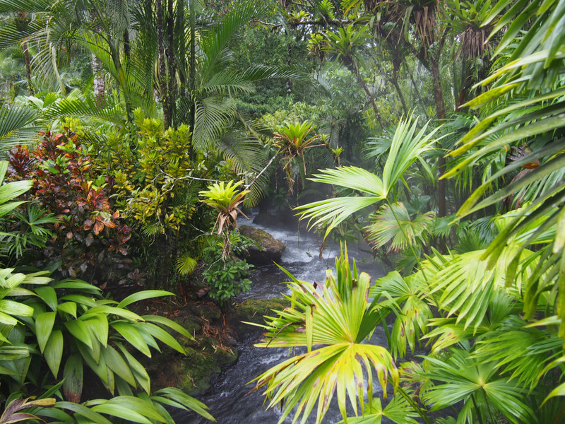 Steamy jungle | Photo