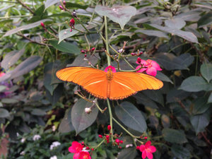 A pretty butterfly
