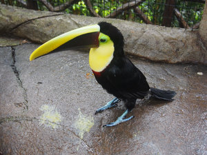 Toucans are cool