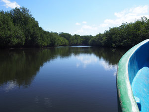 Into the mangrove swamps