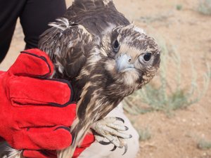 The Saker Falcon does not look amused.