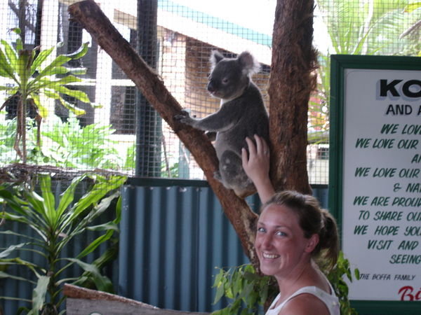 Kate and the Koalas