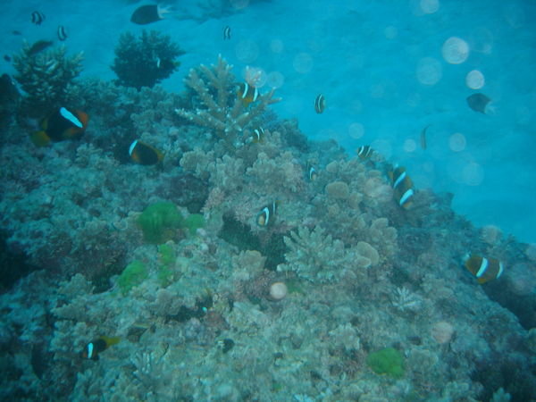 davids shot of the nemos on the reef