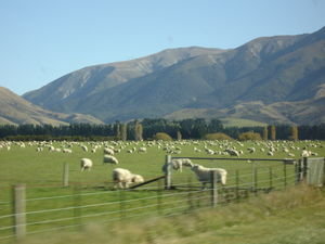 scenary - lots of sheep everywhere