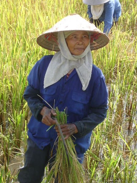 Lady harvesting the rice