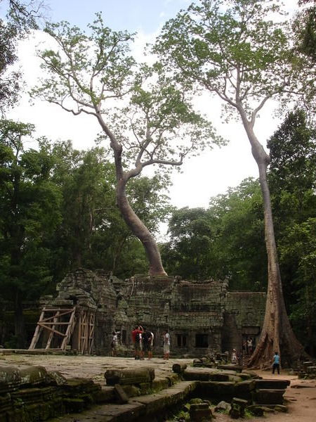 jungle temple