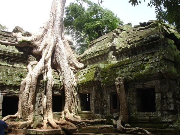 huge tree growing through the temple
