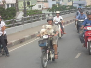 they carry anything and everything on their bikes