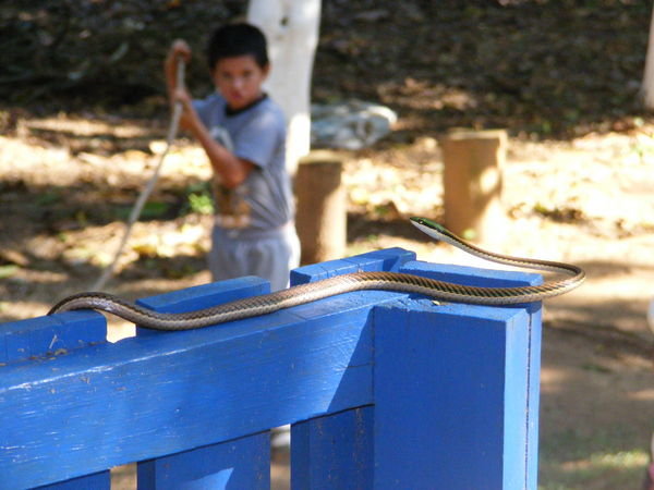 Snake in the Playground