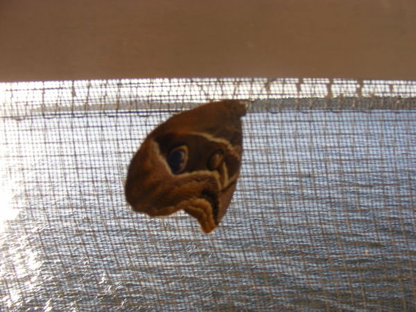 Random Giant Moth