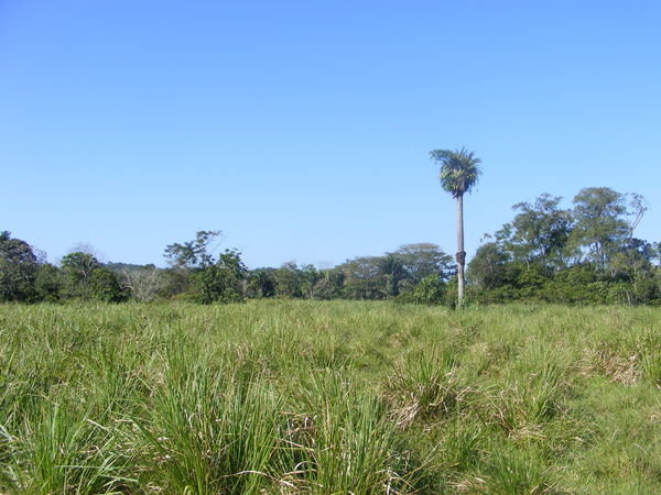Some Grazing Fields in a Large Clearing not far from the Orphanage