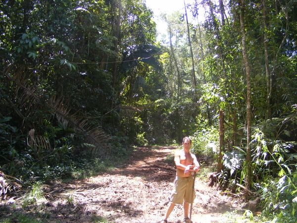 The Jungle Path