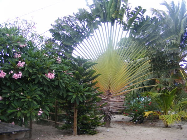 Pretty Cool Palm Tree