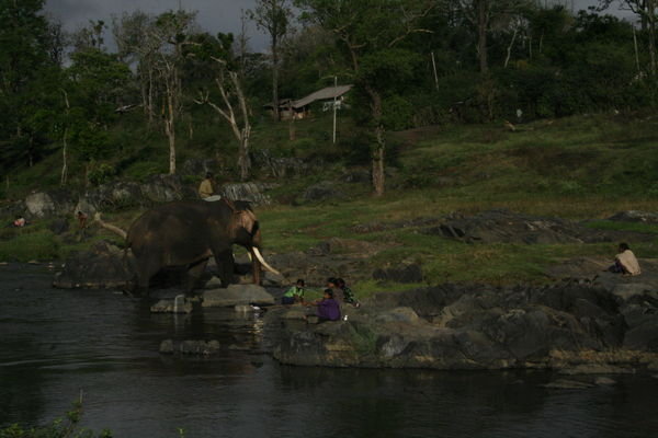Elephants at play.