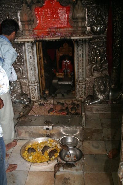 Rat Temple in Bikaner.
