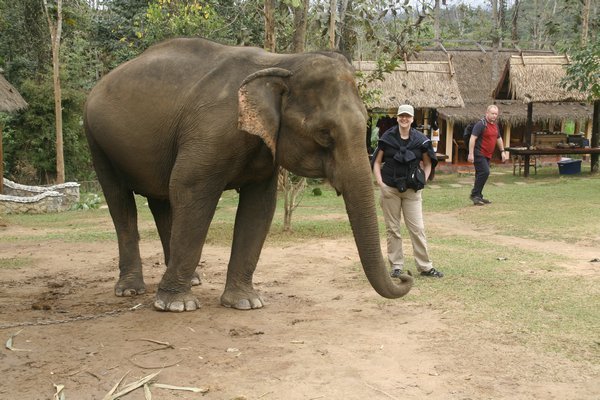 Lesley petting an elephant.