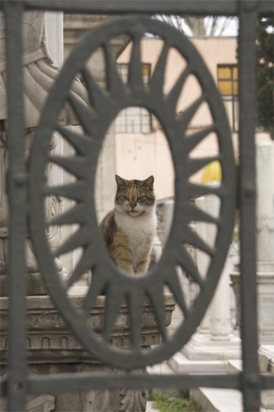 Cats of Istanbul.