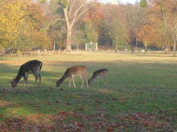 deer park at Magdalen College