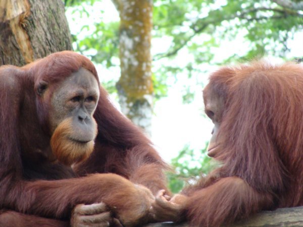 A very serious political conversation between Orangutans