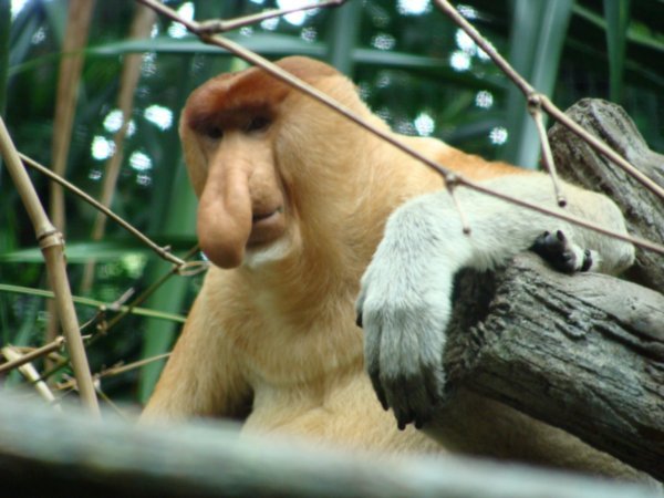 Probiscus Monkey - the picture speaks for itself
