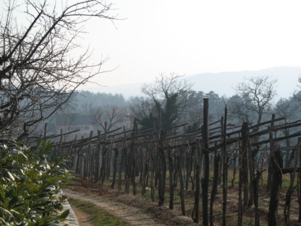 vineyard2