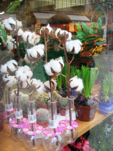 Cotton Blossoms for Sale