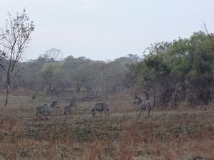 Kasungu National Park