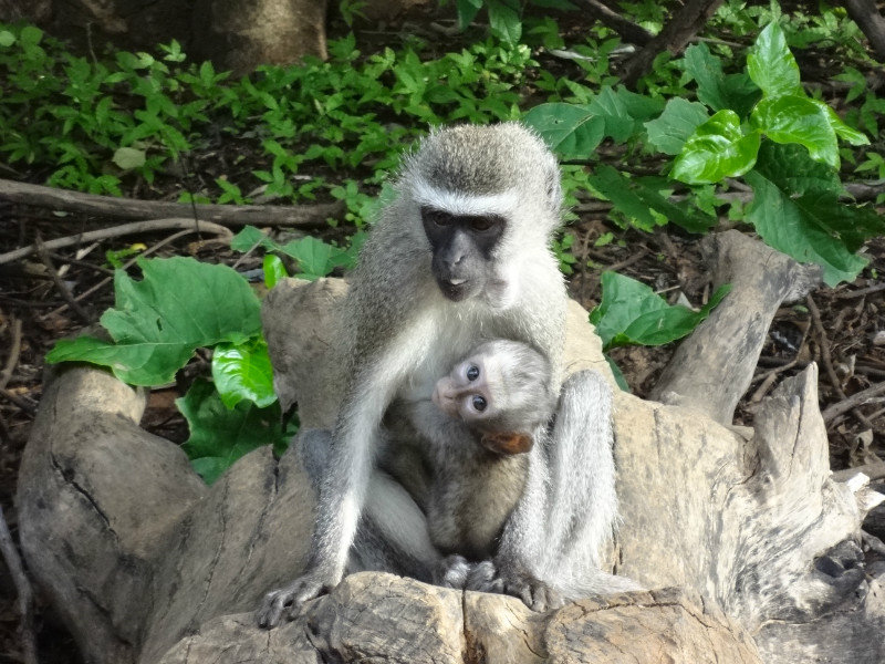 Baby monkey :)