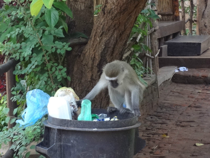 Hungry monkeys are bin scabs
