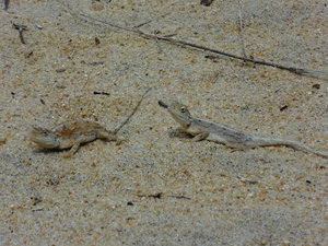 Two well camouflaged lizards