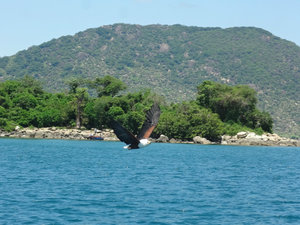 A fish eagle - Malawi's national bird