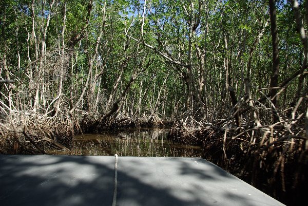 Everglades mangroves