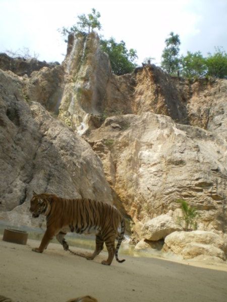 angry tiger
