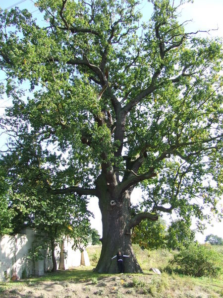 oak